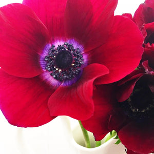 Red Anemone