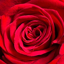 Load image into Gallery viewer, Red Rose Heart