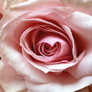 Pink Heart Rose