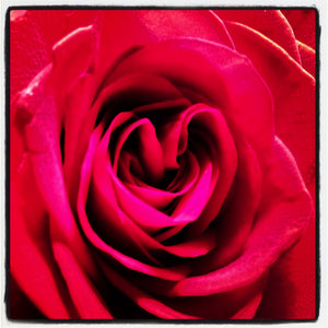 Heart Rose