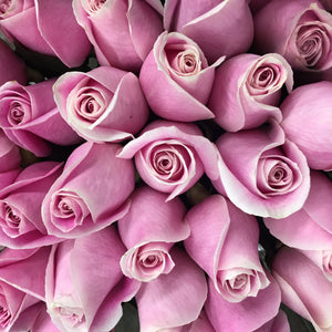 Pink Roses