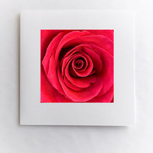 Load image into Gallery viewer, Red Rose Close Up