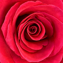 Load image into Gallery viewer, Red Rose Close Up