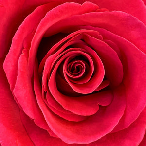 Red Rose Close Up