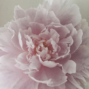 Pink Peony